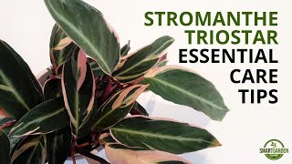 Stromanthe Triostar Care  Complete Guide To Growing Stromanthe sanguinea Triostar [upl. by Thorman]