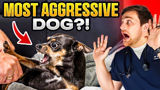 Are Chihuahuas the MOST Aggressive Dog Breed [upl. by Eiggam]