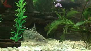 Pictus Catfish in my 135 Gallon “Shark” Tank [upl. by Jennette]