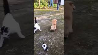 cat vs dog fight [upl. by Nolyd]