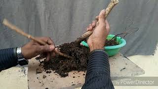 Repotting a Grewia Asiatica Falsa tree [upl. by Allimaj]