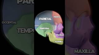 Skull Anatomy 101 Palatine Mandible Temporal Parietal Bones [upl. by Ardnuaed51]