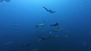 Diving alongside of hammerheads  Mikomoto Shizuoka Japan [upl. by Ritz]