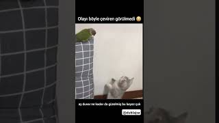 Ne zeki ama 😆 cat cute animals dublaj turkcedublaj eğlence komikdublaj funny shorts [upl. by Ardolino347]