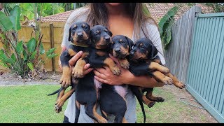 Doberman Puppies Birth to 8 weeks old [upl. by Nosiram]