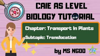 BIO Quick and Easy Translocation Tutorial  Transport in Plants  Alevel Biology [upl. by Evelina]