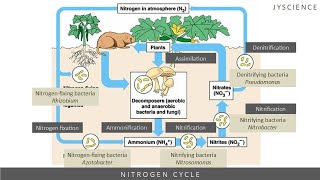 SPM How to remember nitrogen cycle  Nitrogen fixation nitrification denitrification [upl. by Kory821]