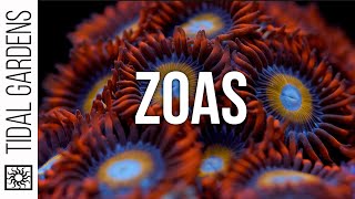 Zoanthus Coral Care Tips [upl. by Wagner]