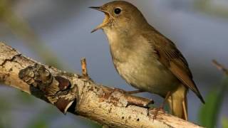 NIGHTINGALE SONG 4 hours REALTIME Beautiful Nightingale Singing BirdsongNature soundspart1 [upl. by Arimaj]