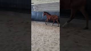 Cheval à vendre  Superbe poulain sf pp  Vidéo 3  equirodicom [upl. by Halbert]