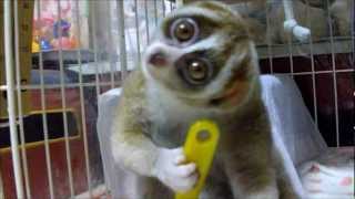 Brushing Slow Loris [upl. by Rehpotsihrc]