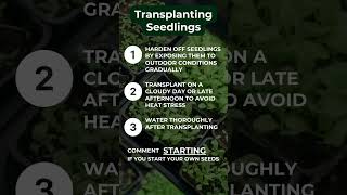 Transplanting Seedlings Tips [upl. by Semyaj]