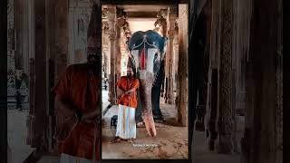 Srirangam Temple Elephant  About Aandal Age  Temples of Hindustan  Shorts [upl. by Crespi281]