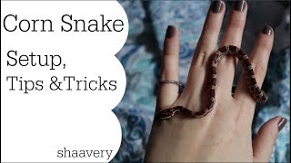 Corn Snake Setup Tips amp Tricks For Beginners [upl. by Corydon]