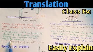 Translation  Protein Synthesis  Class 12 In UrduHindi [upl. by Zehcnas]