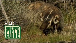 Wild Badger Walks Up to Camera [upl. by Curley]