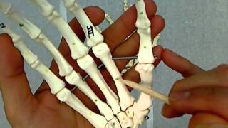 bones of the hand and carpus wrist [upl. by Aytnahs759]