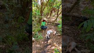 Bezerrinho nasceu sem vida e a vaca se recuperou graças a Deus Vlog rural sitio pecuaria lida [upl. by Eidurt281]