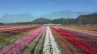 2024 Abbotsford Tulip Festival [upl. by Melnick42]