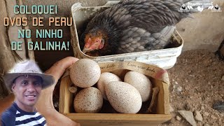 COLOQUEI 5 OVOS DE PERU PRA GALINHA CHOCAR  Sera que ela tira uns peruzinhos freerange chicken🐓🦃 [upl. by Animahs]