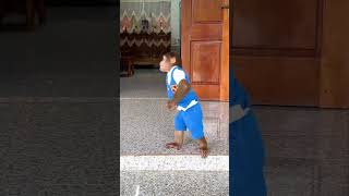 Lets rock it  CUTIS cutis monkey shortvideo [upl. by Rosner]