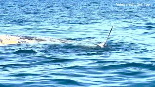 Sharks feast on beached sperm whale carcass off Venice Beach [upl. by Enitsuj912]