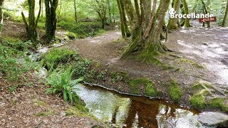 Forêt de Brocéliande Le Val sans Retour part3  60 secondes en Brocéliande [upl. by Ocinemod]