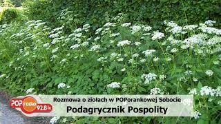 Podagrycznik pospolity  Rozmowa z zielarzem w POPradiu odc1 [upl. by Aihsela340]