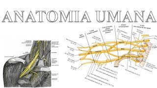 Plesso brachiale  Anatomia Umana [upl. by Estrellita]