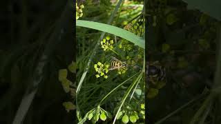 Busy bee at work nature [upl. by Maddock]