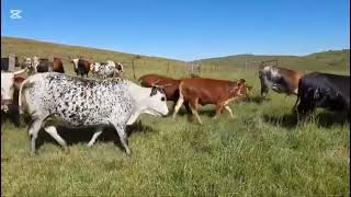 The beauty of Nguni cattle ❤🐄 [upl. by Euqinad]