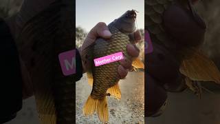 Big mother Carp Fish Catch By Fishing Hook 6 fishing hookfishing carpfishing [upl. by Lanaj900]