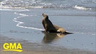 Sea lion attacks teen at beach  GMA [upl. by Thibaut]