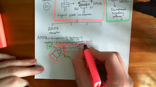 Introduction to Glutamate Receptors [upl. by Yrellam75]