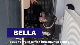 Bella  American Bulldog  Come To Work With A Dog Trainer [upl. by Inaboy]