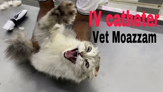 Intravenous IV catheter in Cat [upl. by Beatrix302]