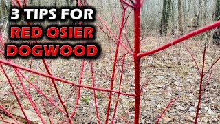 Red Osier Dogwood For Deer  3 Things Ive Learned [upl. by Adehsar]