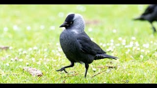 try to hear this Western jackdaw [upl. by Oidgime82]