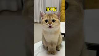 【牛奶是只猫】喝奶喝上瘾了。。看到电视上的奶牛也会忍不住 [upl. by Tabbie]