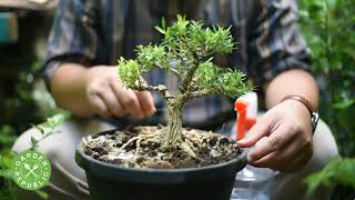 Garden Republic Bonsai Seed Starter Kit [upl. by Okoyik]