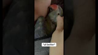 He’s SUCH a drama queen 😅tbt talkingparrot cuteanimals funnyanimals talkingbird babyanimals [upl. by Esinyl]