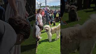 Dogs Ardara Agricultural and Industrial Show 2024 Ardara Co Donegal Ireland Ardarashow [upl. by Nelleus]