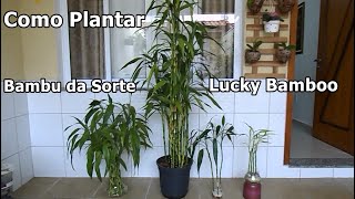 Como plantar Bambu da Sorte Dracena Sanderiana Luckybamboo dicas de cultivo [upl. by Alitta]