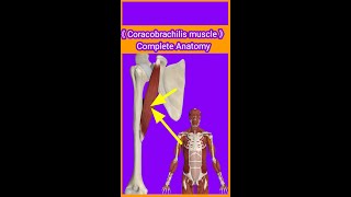 Coracobrachilis muscle OriginInsertionactionblood amp nervesupplykeyfeaturesamp relationradialnv [upl. by Adnicul]