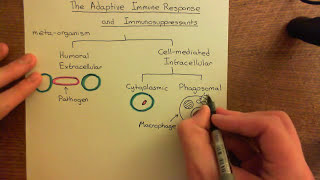 The Adaptive Immune Response and Immunosuppressants Part 1 [upl. by Enna]