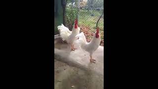 White Leghorn Chickens [upl. by Manara202]