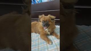 🐾🐾🐾pets funnyvideo funnyviralshorts shortsfeedcomedy [upl. by Allemat]