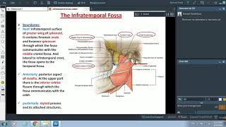 Infratemporal Fossa LO  Pterygoid Plates [upl. by Omissam]