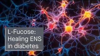 LFucose for the treatment of diabetesinduced ENS damage [upl. by Ajar]