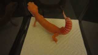 Leopard Gecko Tail Waving Behavior  Defensive Posture [upl. by Ahmar]